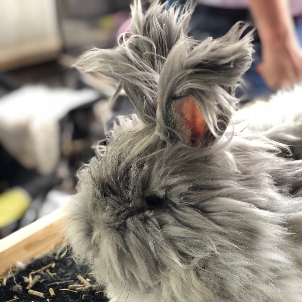 Meet your Posher, Bailey